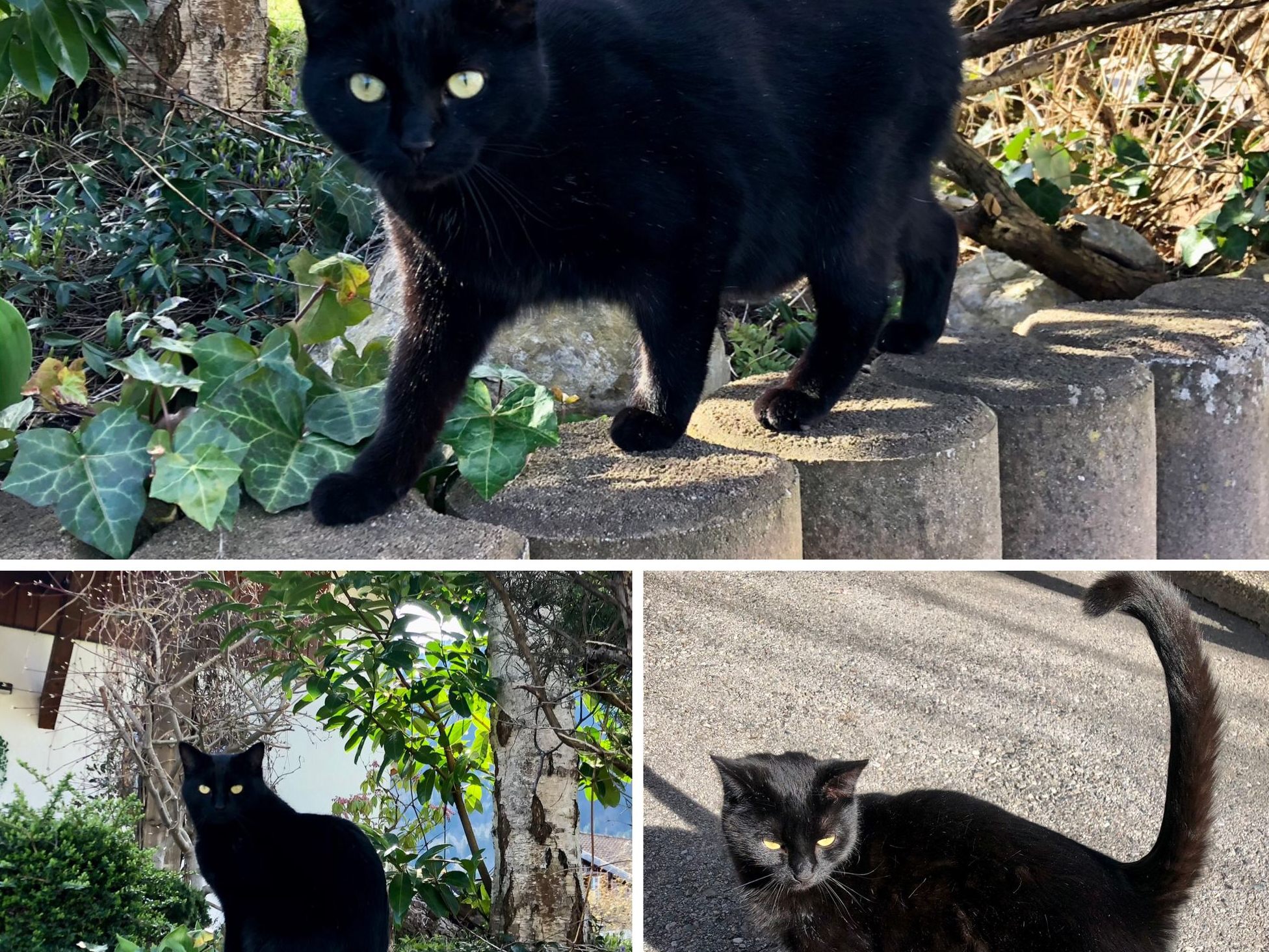 Schwarzer Kater