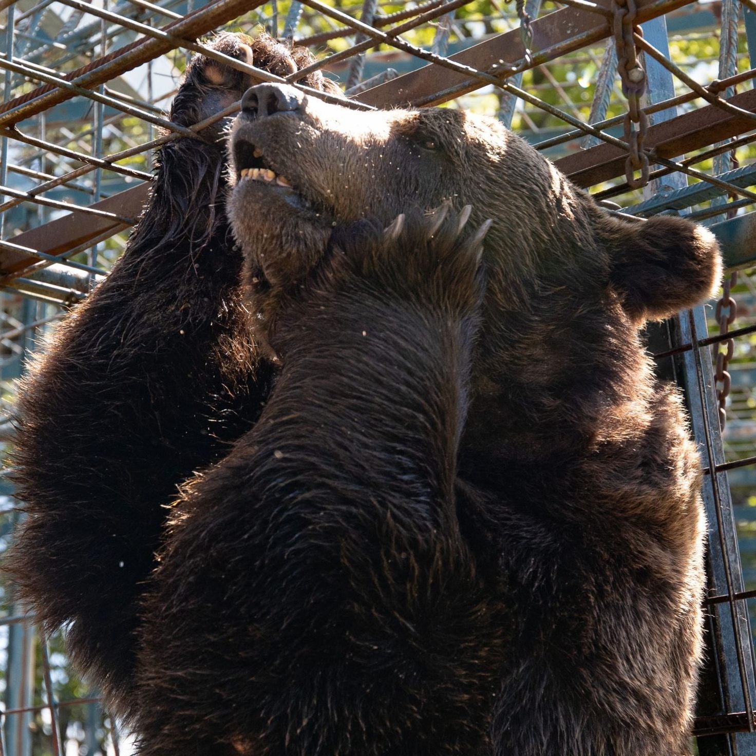 Bär Mitko lebt seit Jahren im Käfig bei einem Restaurant.