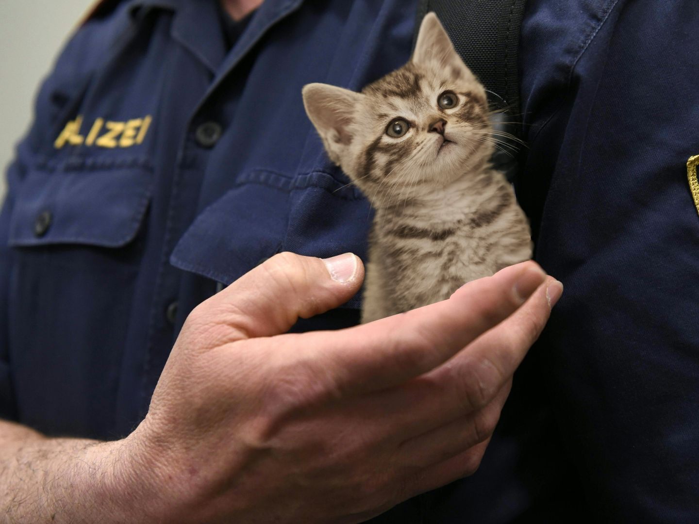 Ein kleines Kätzchen auf der Hand eines Wiener Polizisten. Ein kleines Kätzchen auf der Hand eines Wiener Polizisten.