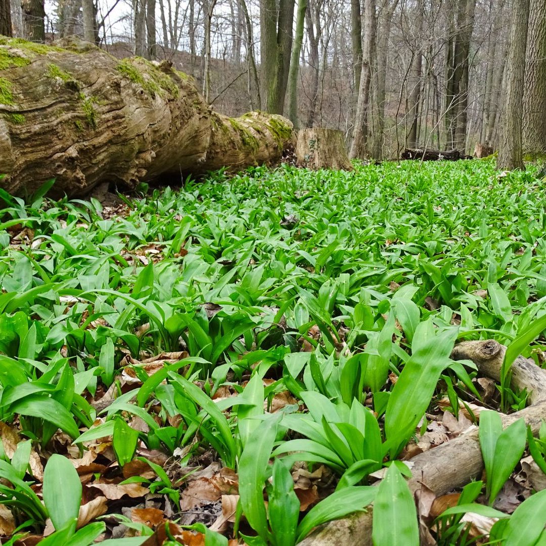 Es ist wichtig, den Bärlauch nicht mit anderen ähnlichen Gewächsen zu verwechseln, denn das kann tödlich enden.