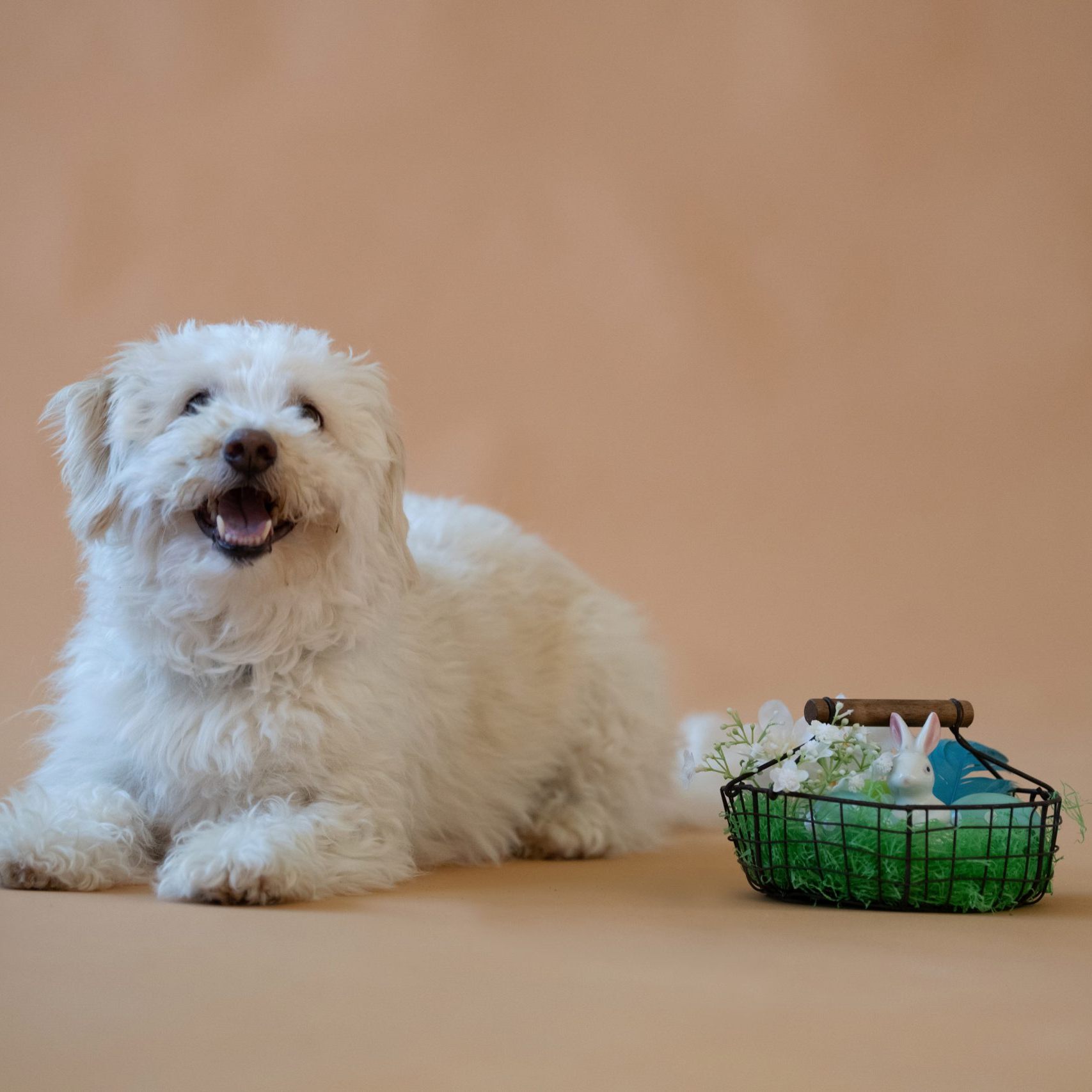 Die Schützlinge im Tierschutzhaus Vösendorf freuen sich auf Geschenke vom Osterhasen.
