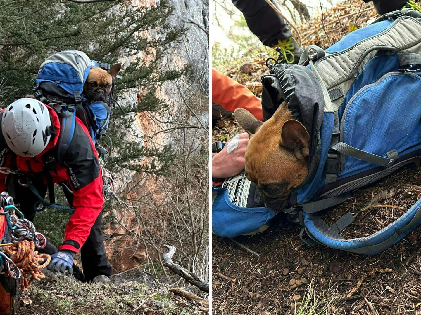 Hündin "Luna" stürzte 30 Meter ab und blieb wie durch ein Wunder unverletzt.