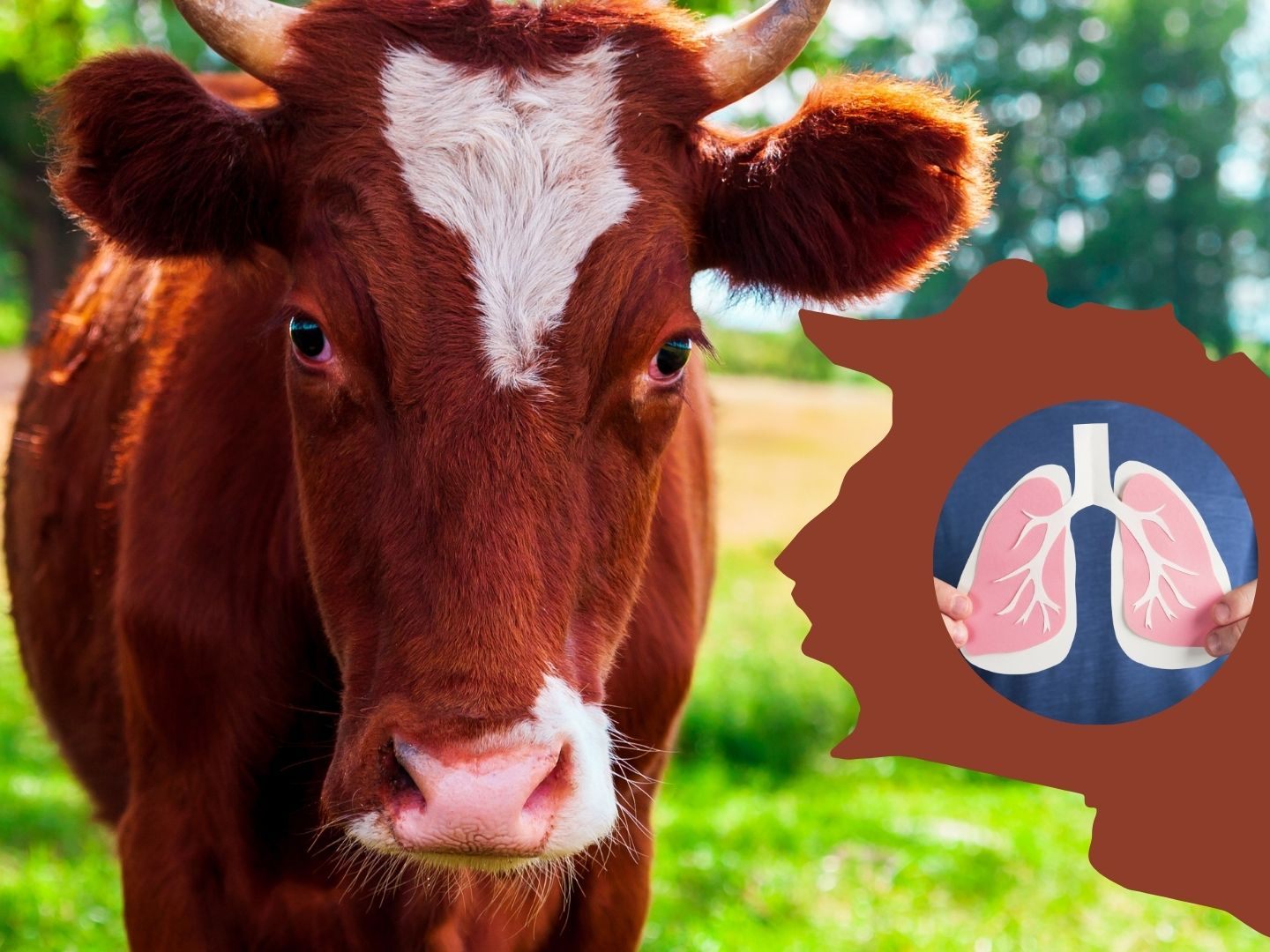 Tendenzielle Gefahr für Rinder an Tuberkulose zu erkranken. Tendenzielle Gefahr für Rinder an Tuberkulose zu erkranken.