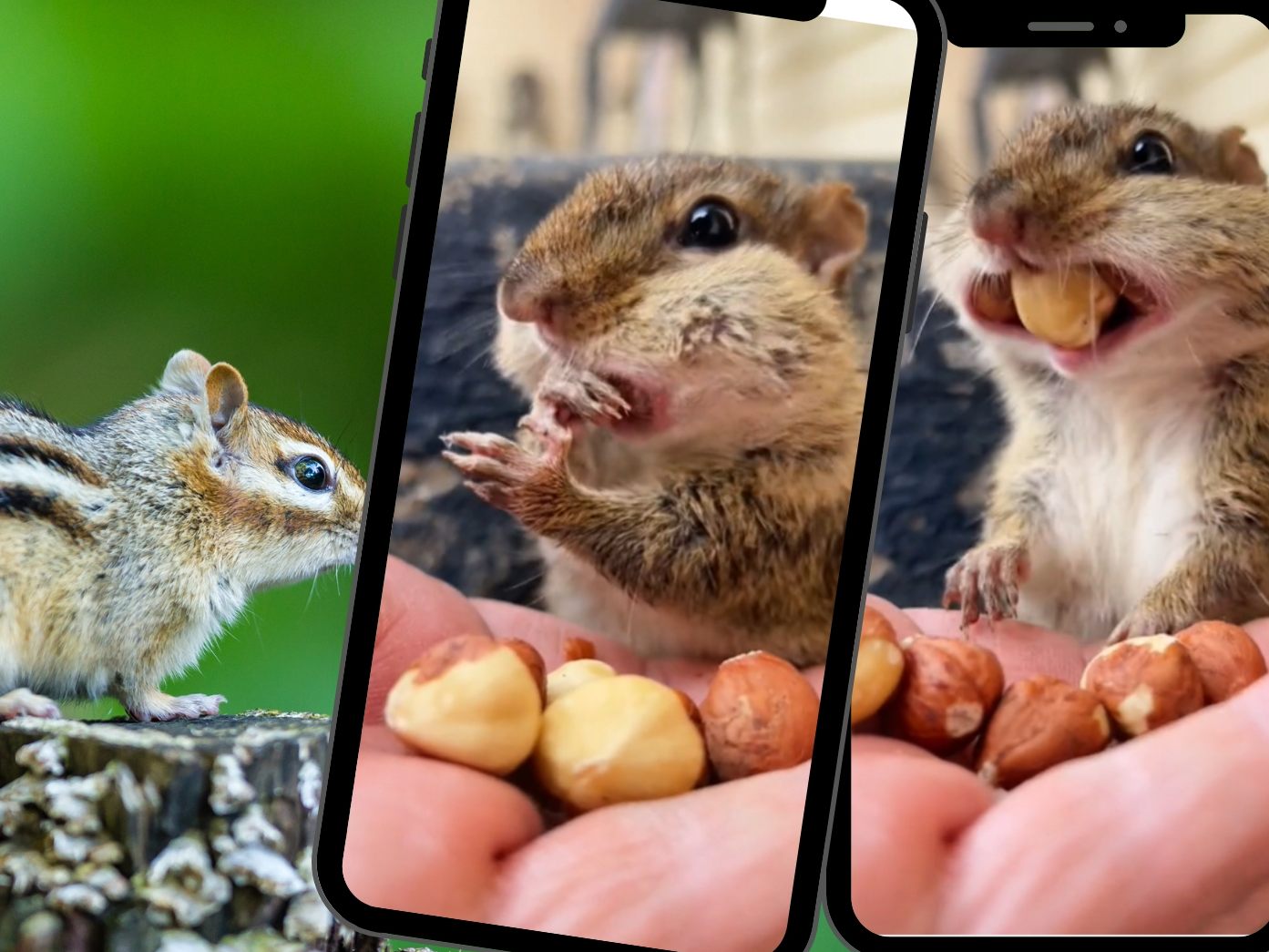Streifenhörnchen Squishy freut sich nach Winterschlaf über den leckeren Snack