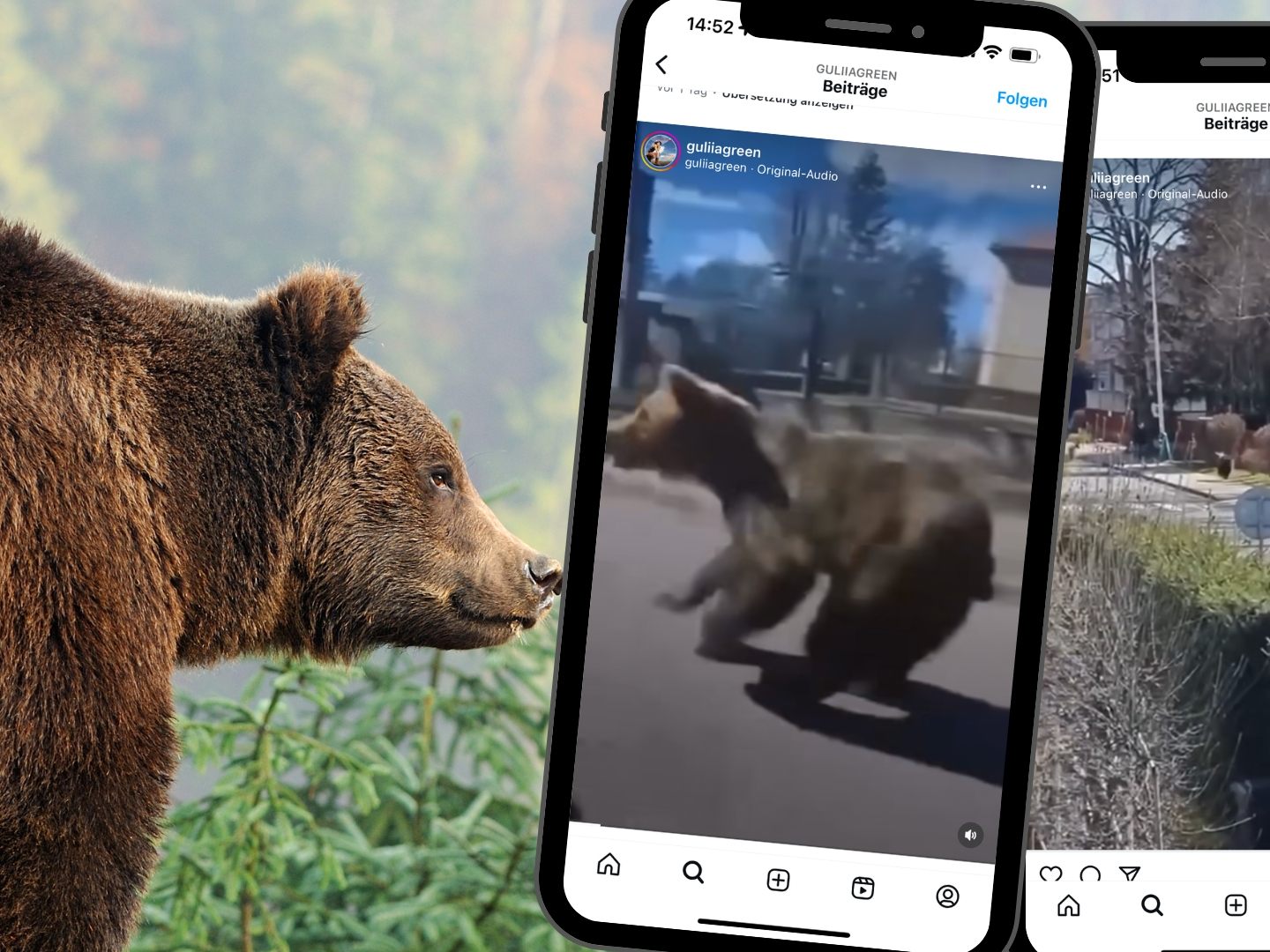 Braunbär verletzt mehrere Menschen in slowakischer Stadt