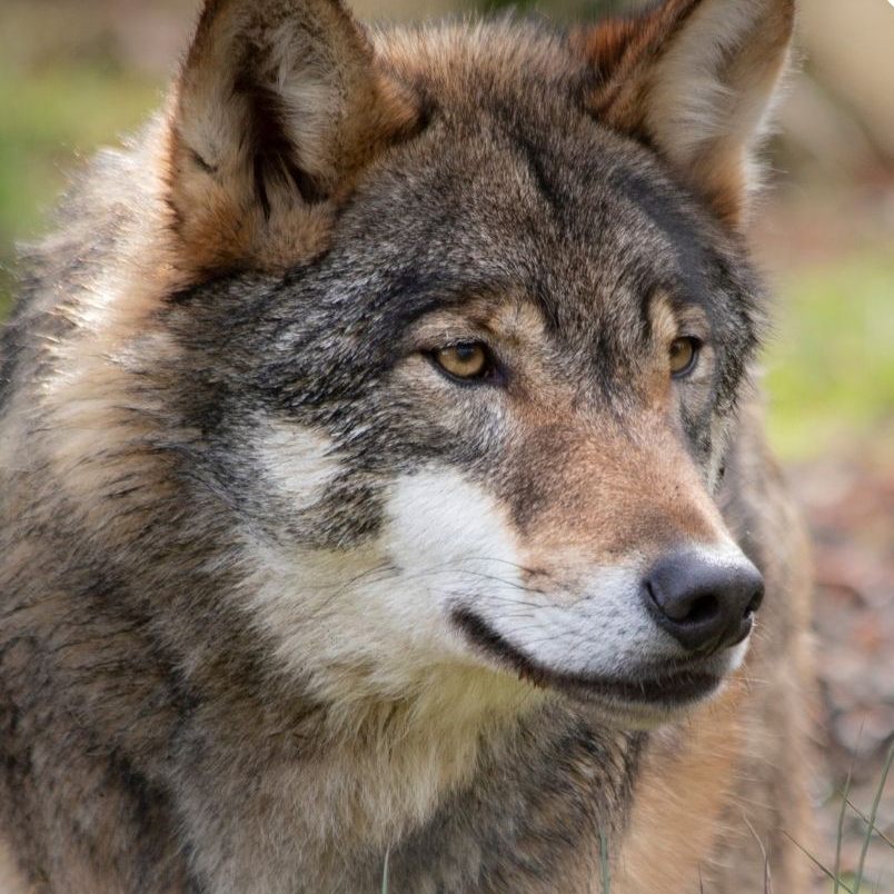 Hier soll ein Wolf gesichtet worden sein.