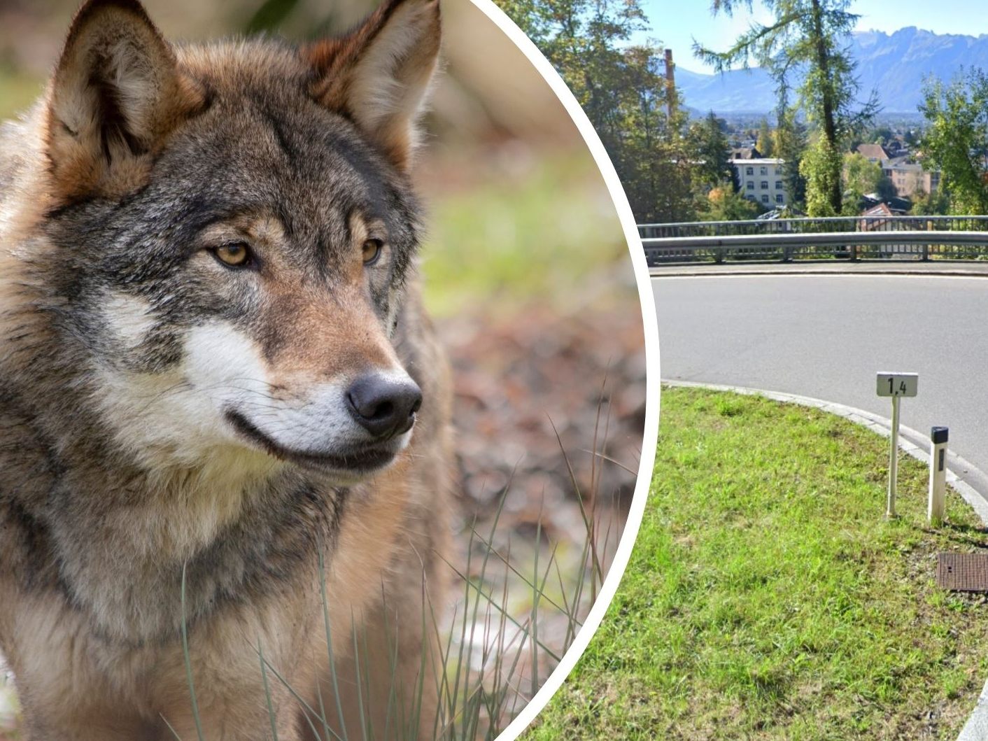 Hier soll ein Wolf gesichtet worden sein.