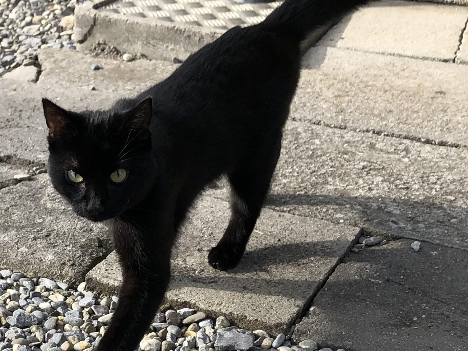 Kater in Dornbirn