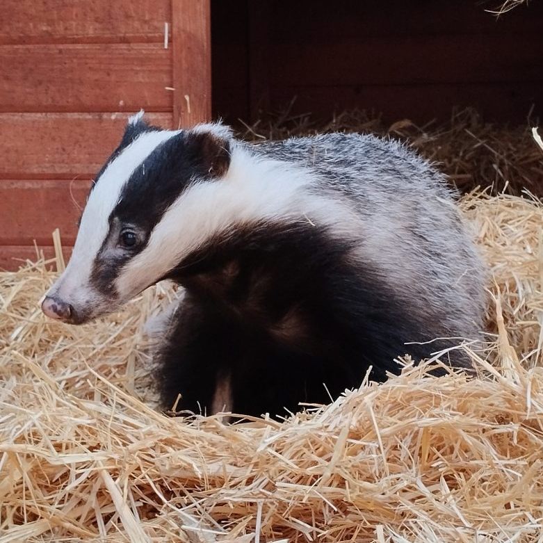 Es wird nach einem passenden Name für die süße Dachsdame gesucht.