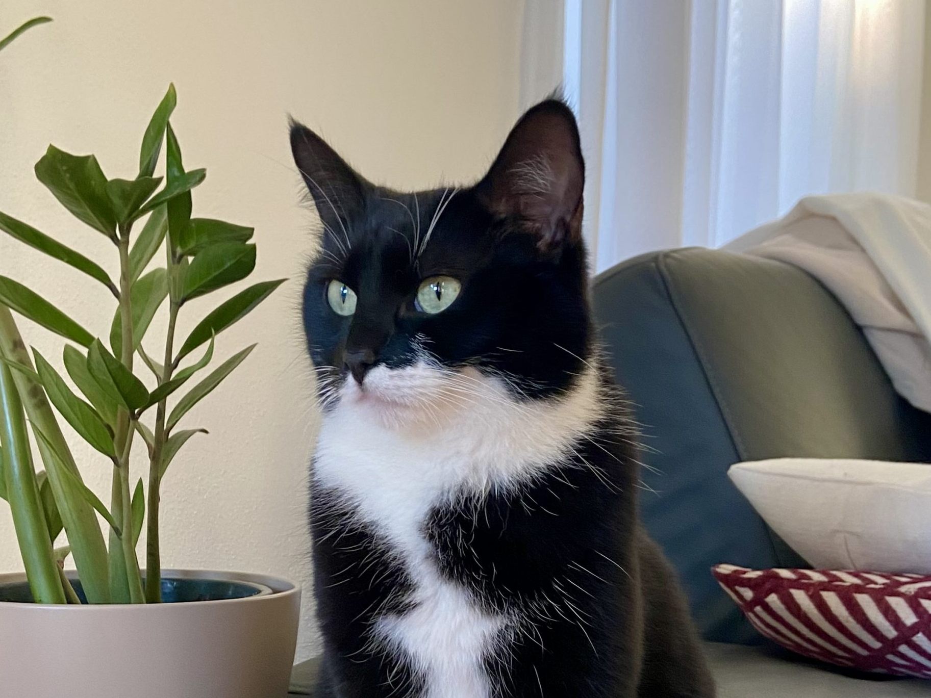 Kater Bruno Rankweil abgängig