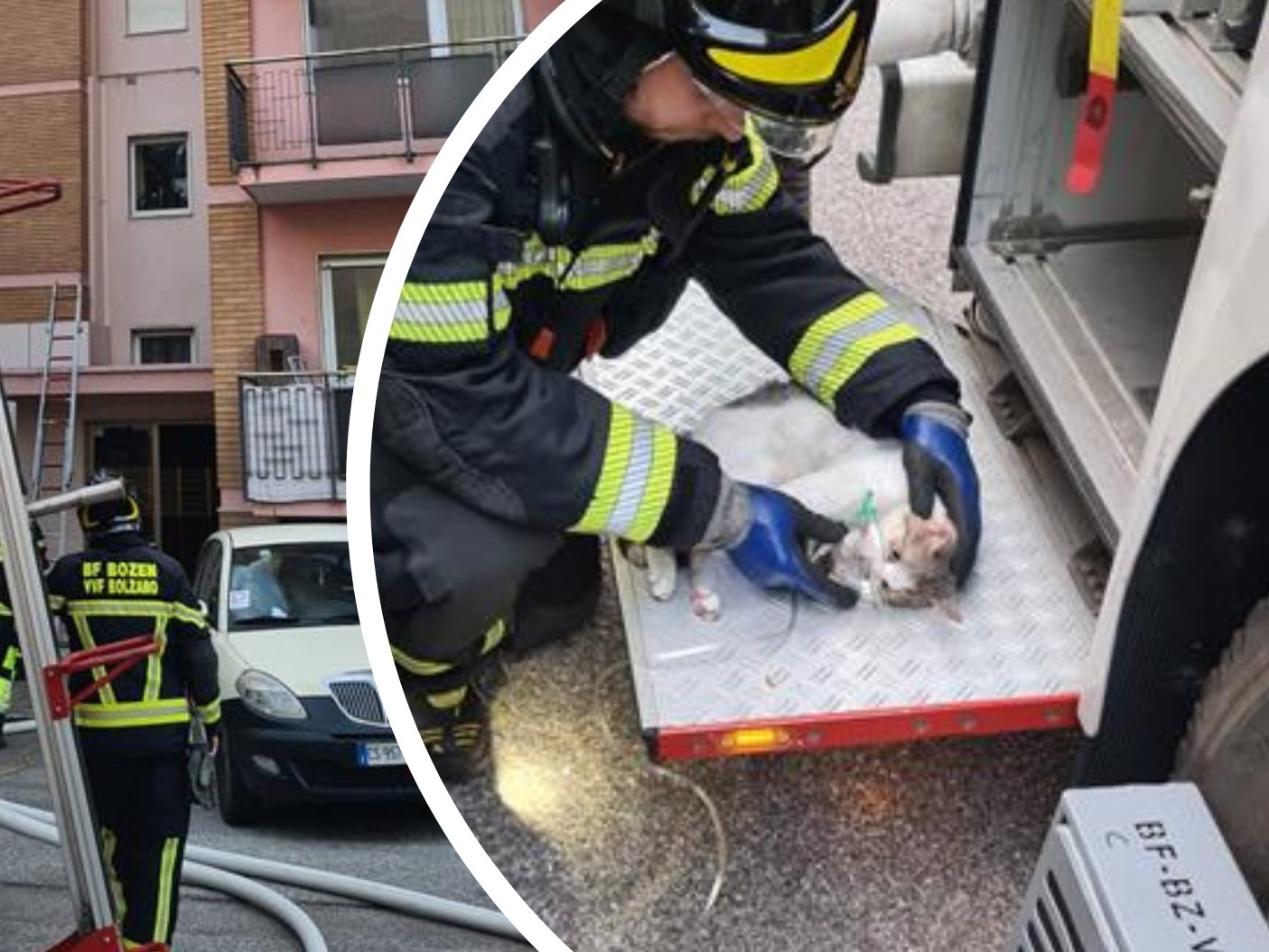 Zwei Katzen wurden aus einem brennenden Gebäude gerettet. Zwei Katzen wurden aus einem brennenden Gebäude gerettet.