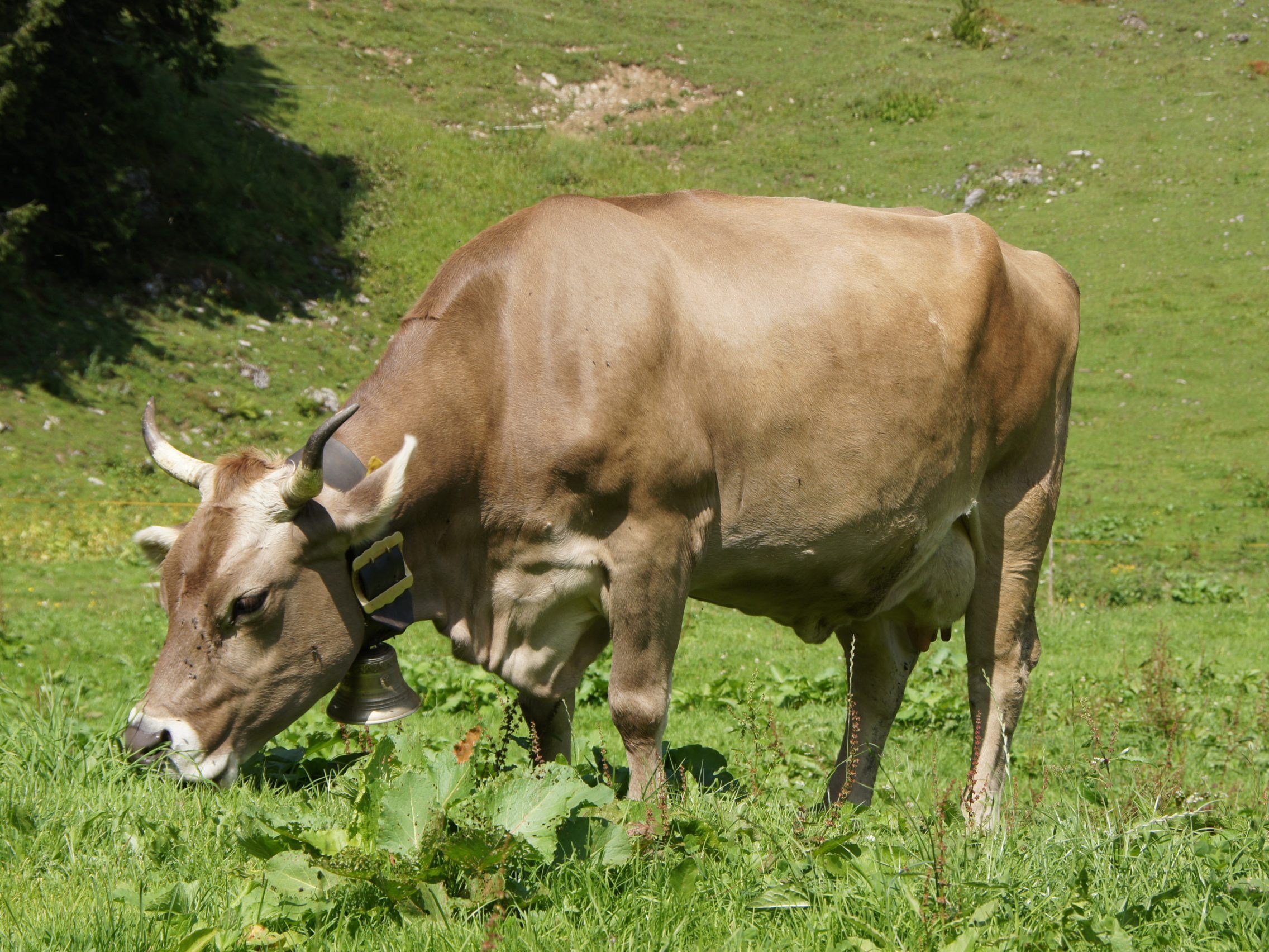 Infoabend zum Thema „Milch aus Österreich – Europameister der Umweltverträglichkeit?“