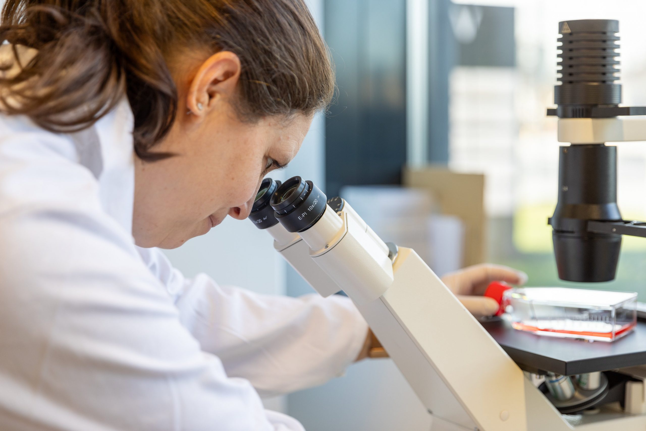 CBDA und CBD, beides Cannabinoide ohne berauschende Wirkung, sind in der EU legal und frei verkäuflich.