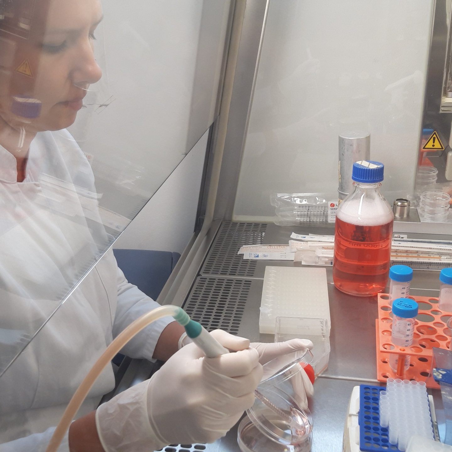 Vorarlberger Labor erforscht gesundheitsfördernde Wirkung von Cannabis