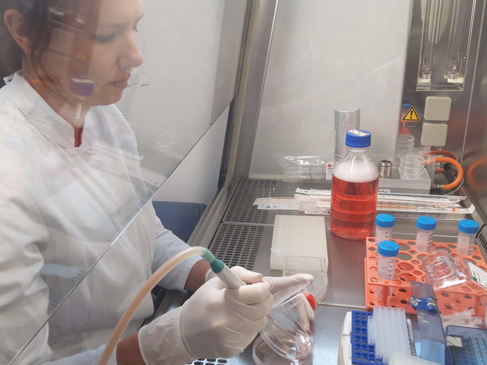 Vorarlberger Labor erforscht gesundheitsfördernde Wirkung von Cannabis