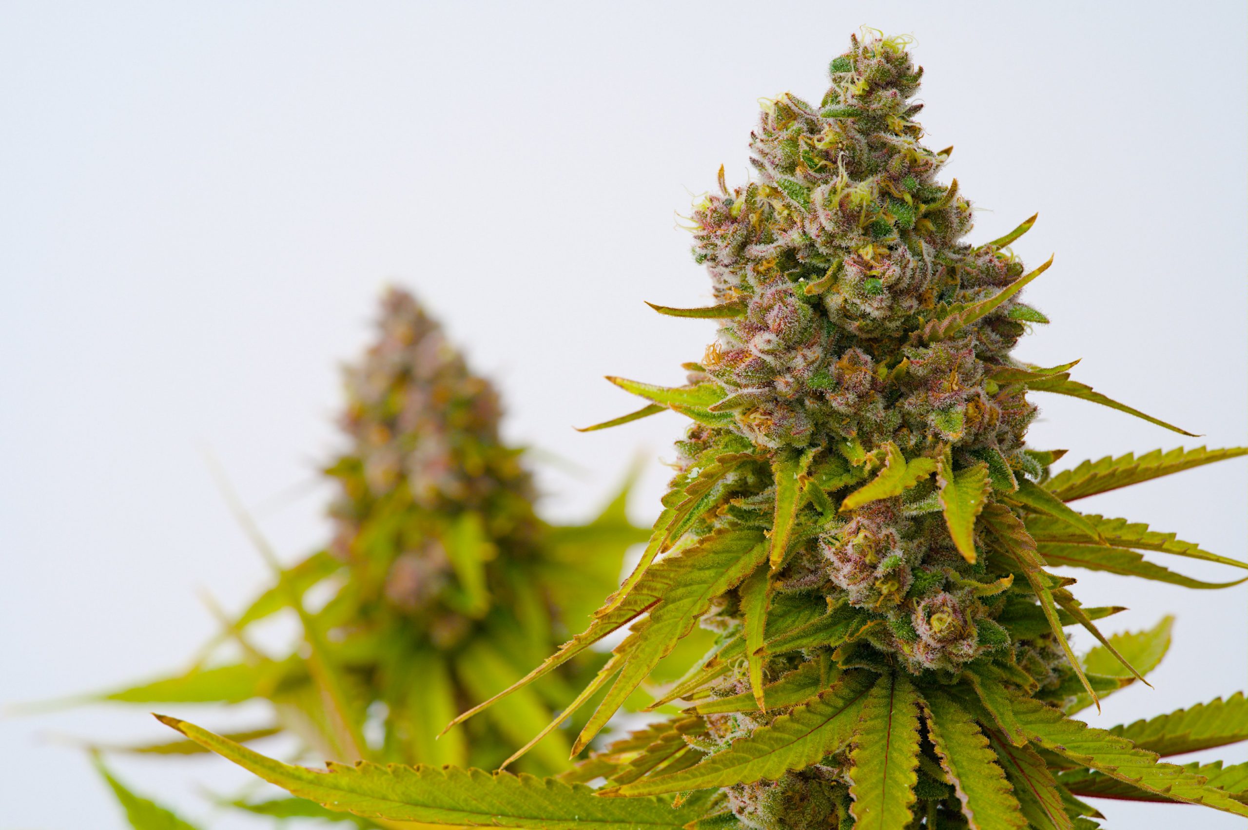 Die Cannabidiolsäure (CBDA), eine Hauptsubstanz der Cannabispflanze und Vorstufe von Cannabidiol (CBD), steht dabei besonders im Mittelpunkt zweier Projekte