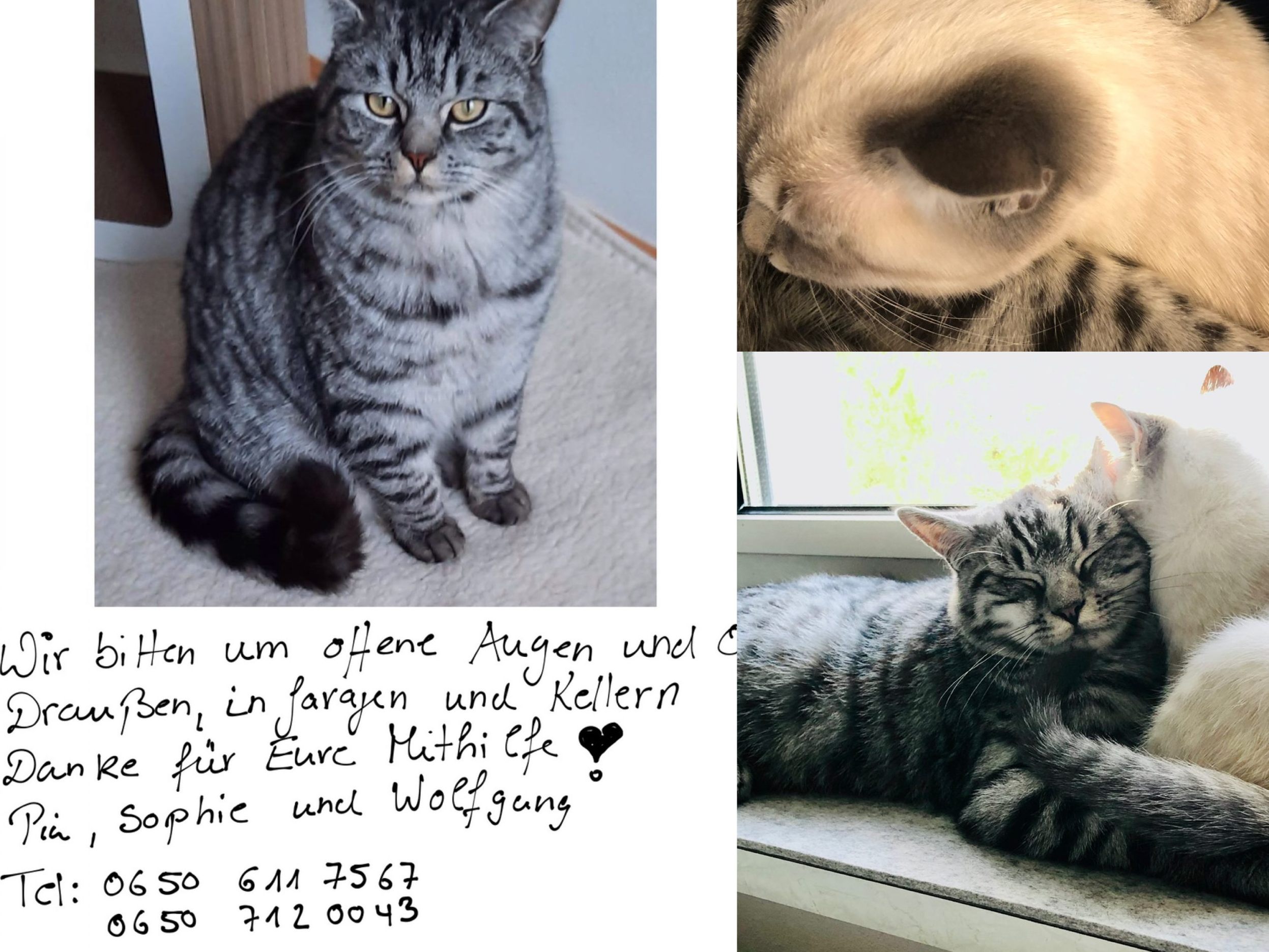 Mufasa und seine Halbschwester Simba, sie freut sich, wenn er zurück ist.