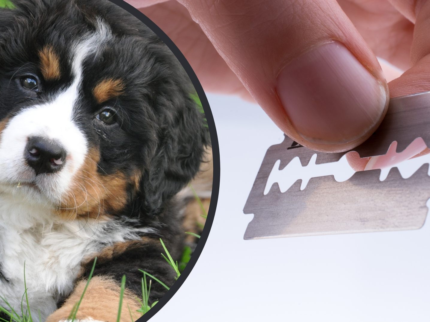 Der Hund überlebte den Vorfall dank einer Not-Operation. (Symbolbild) Der Hund überlebte den Vorfall dank einer Not-Operation. (Symbolbild)