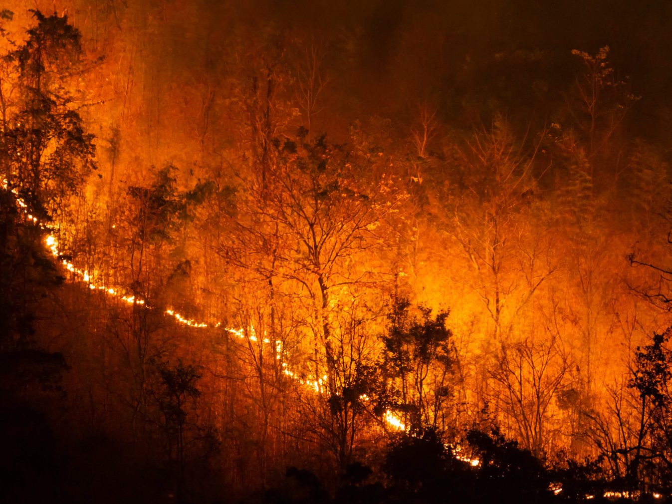 Die Brände führten zu erheblichen CO2-Emissionen.