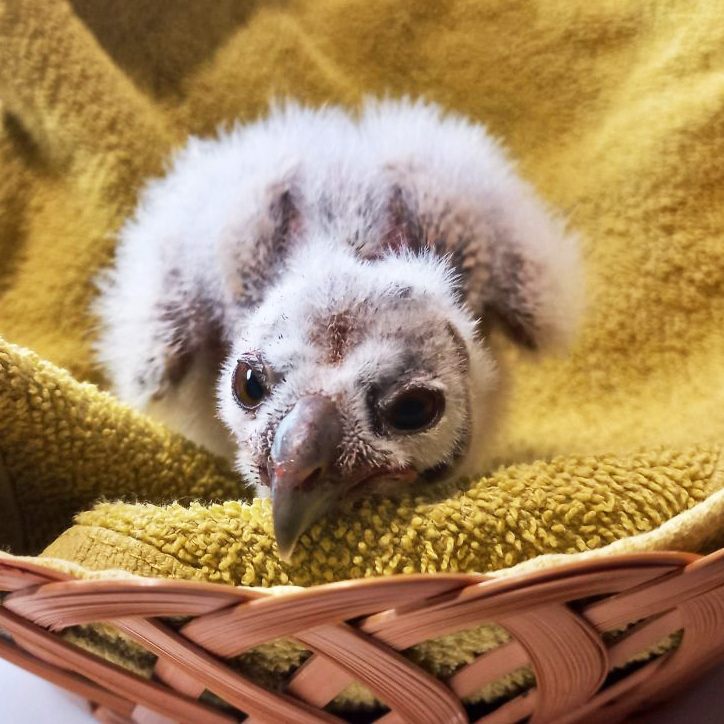 Die kleine Eule wird in in EGS Haringsee aufgepäppelt.