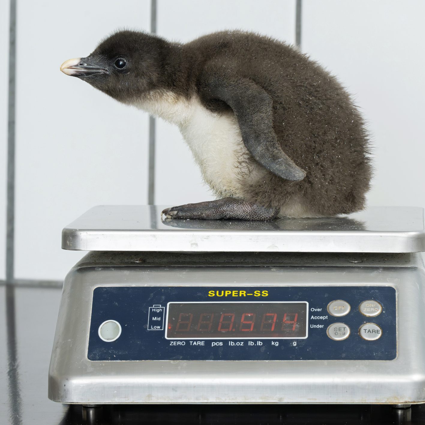 Im Wiener Tiegarten Schönbrunn sind Felsenpinguin-Küken zur Welt gekommen.