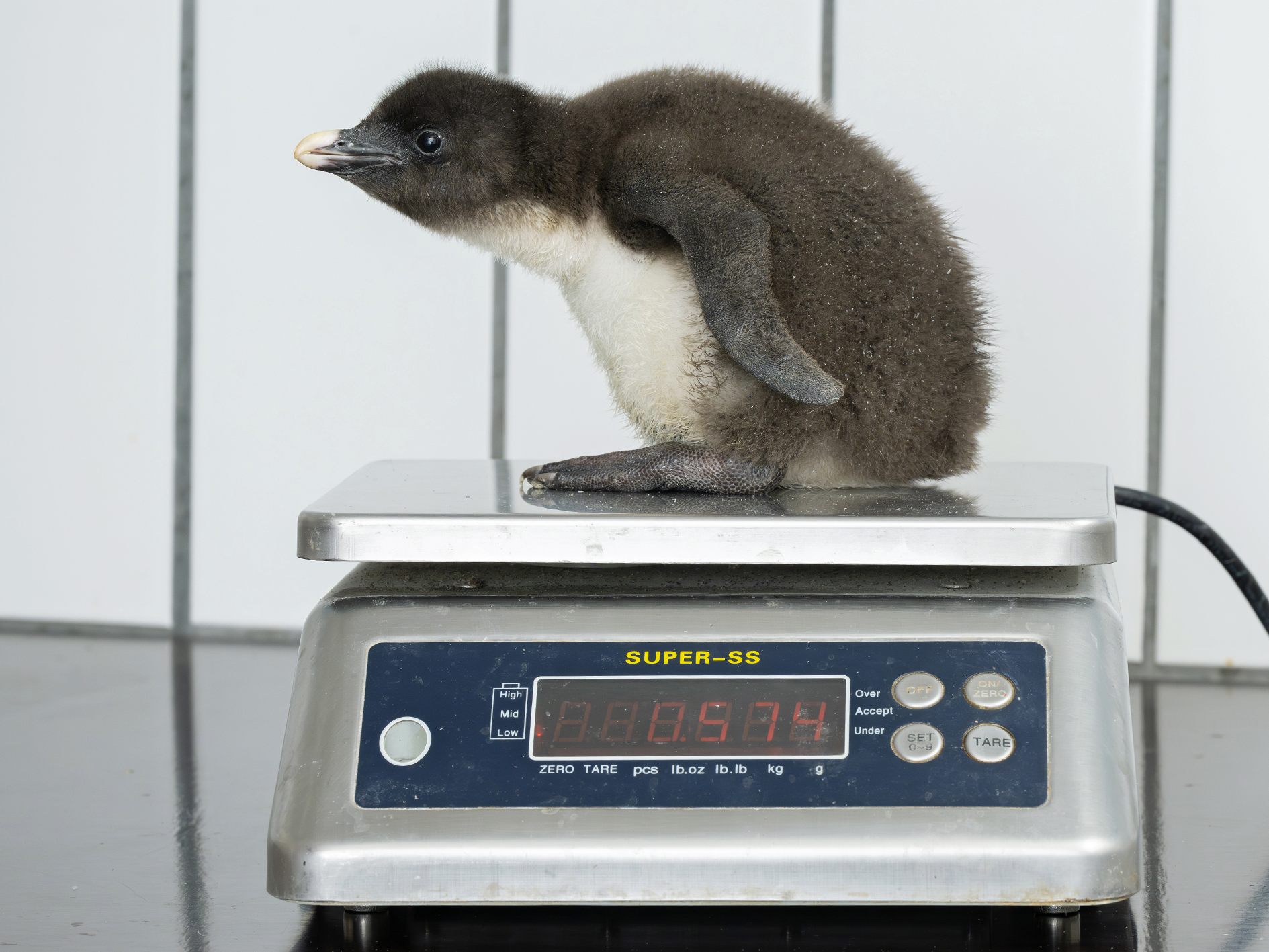 Im Wiener Tiegarten Schönbrunn sind Felsenpinguin-Küken zur Welt gekommen.
