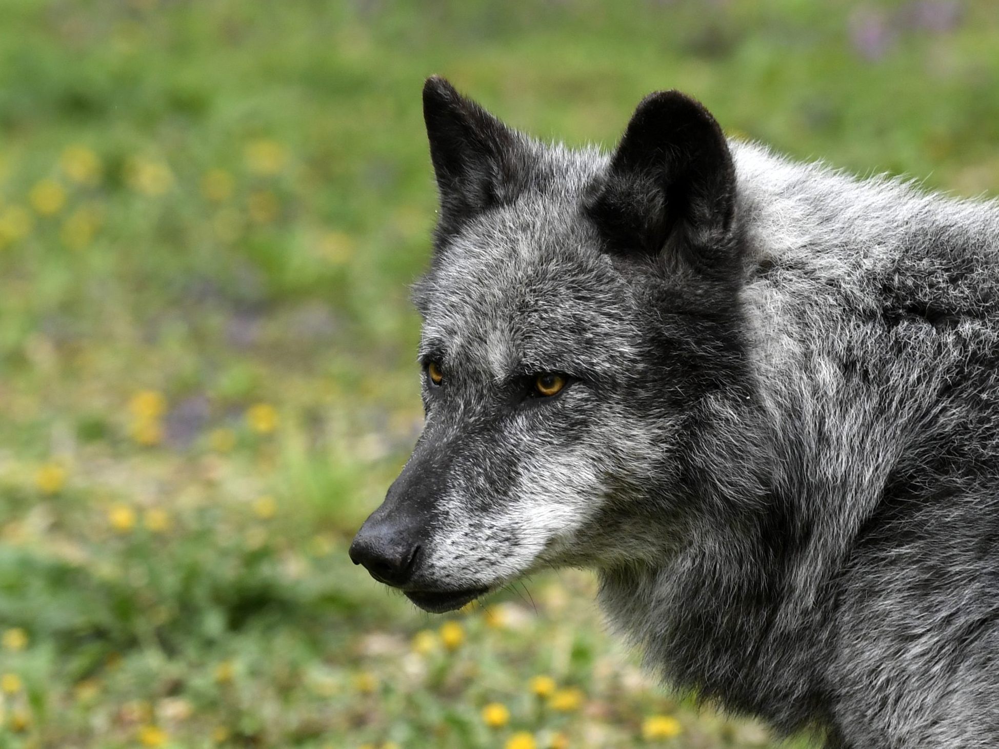 Ein Wolf wurde in Ortsnähe im Bezirk Krems gesichtet. Ein Wolf wurde in Ortsnähe im Bezirk Krems gesichtet.