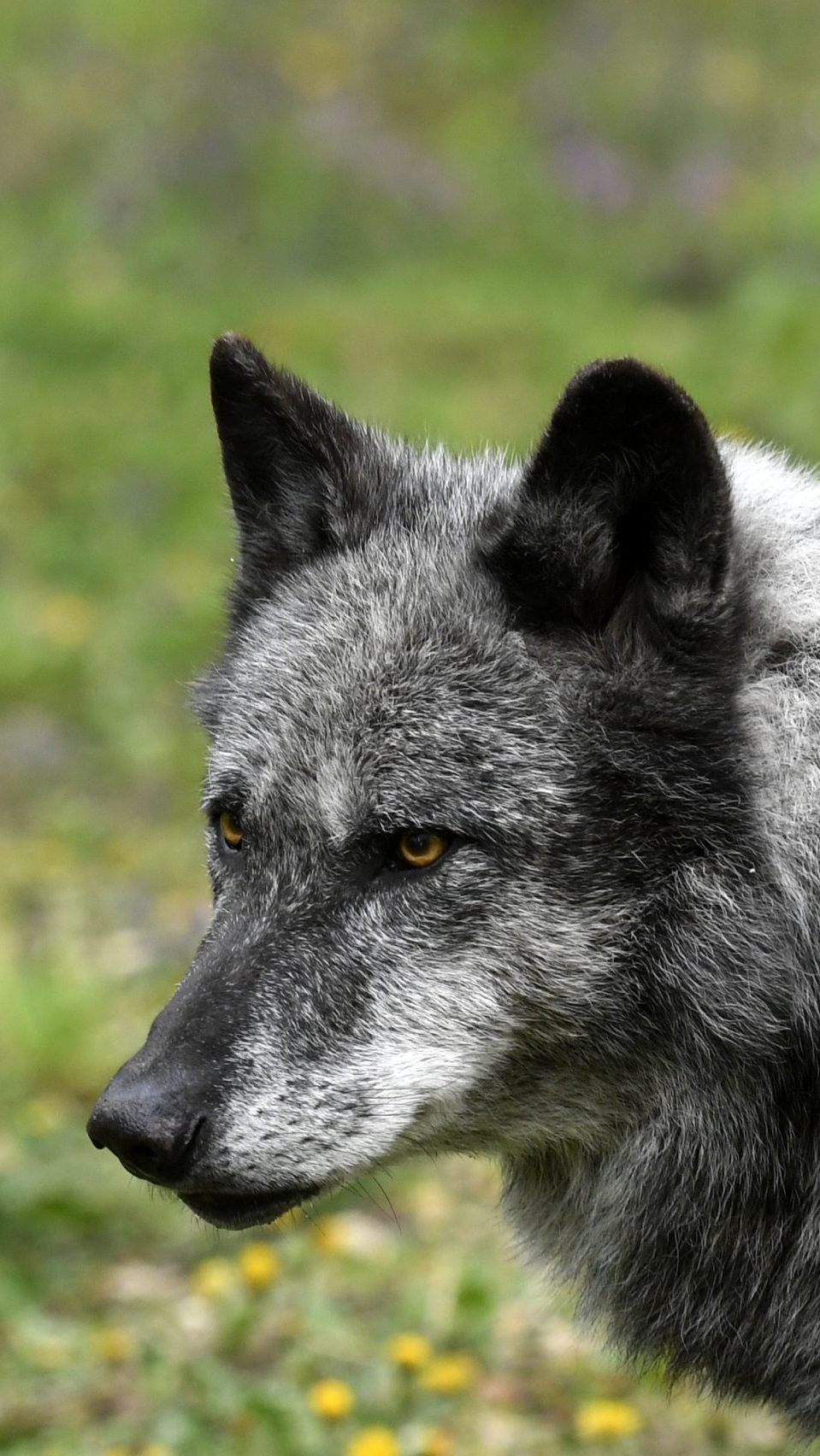 Ein Wolf wurde in Ortsnähe im Bezirk Krems gesichtet.