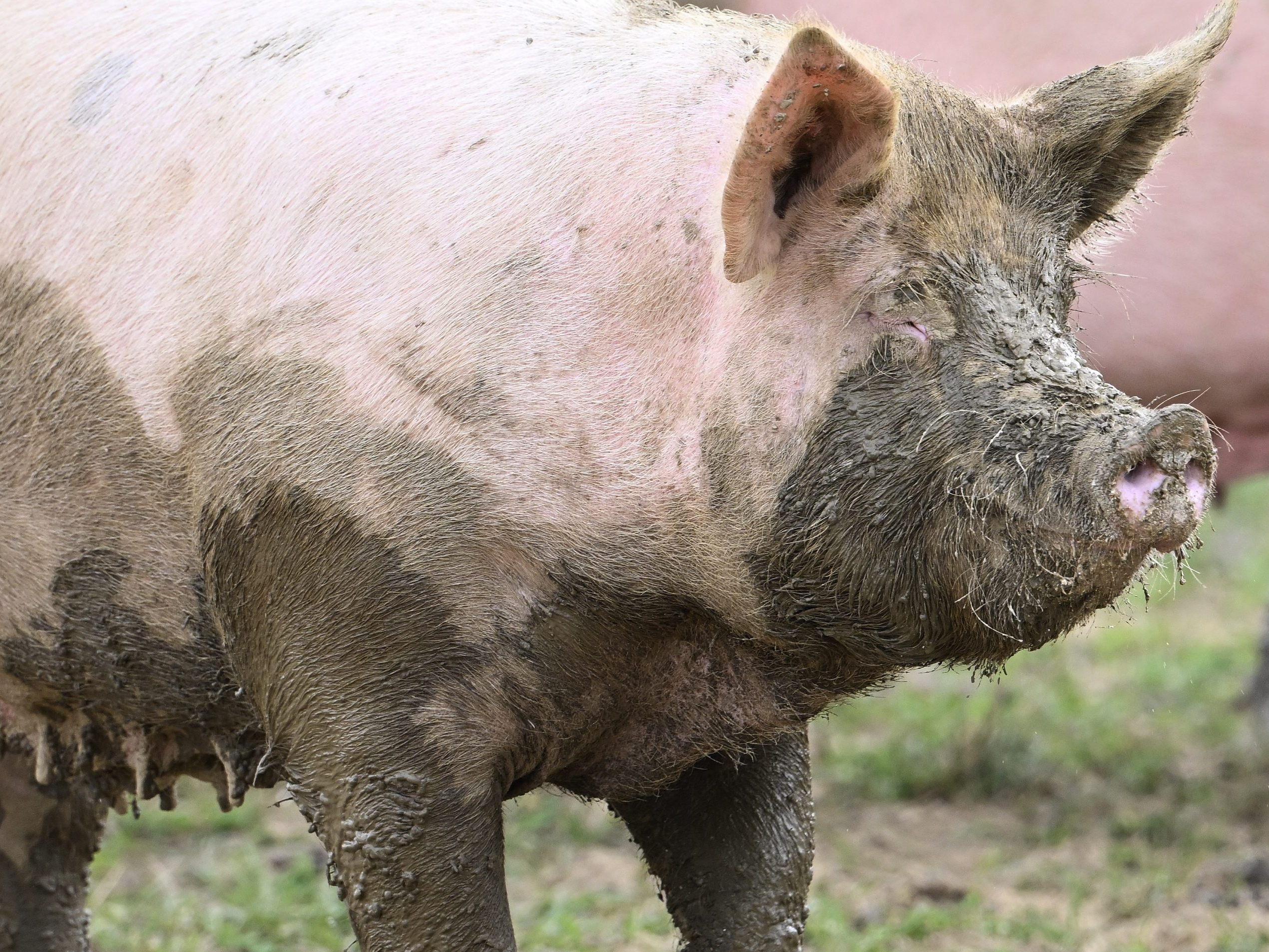 Verbrauch von Schweinefleisch ging zurück.