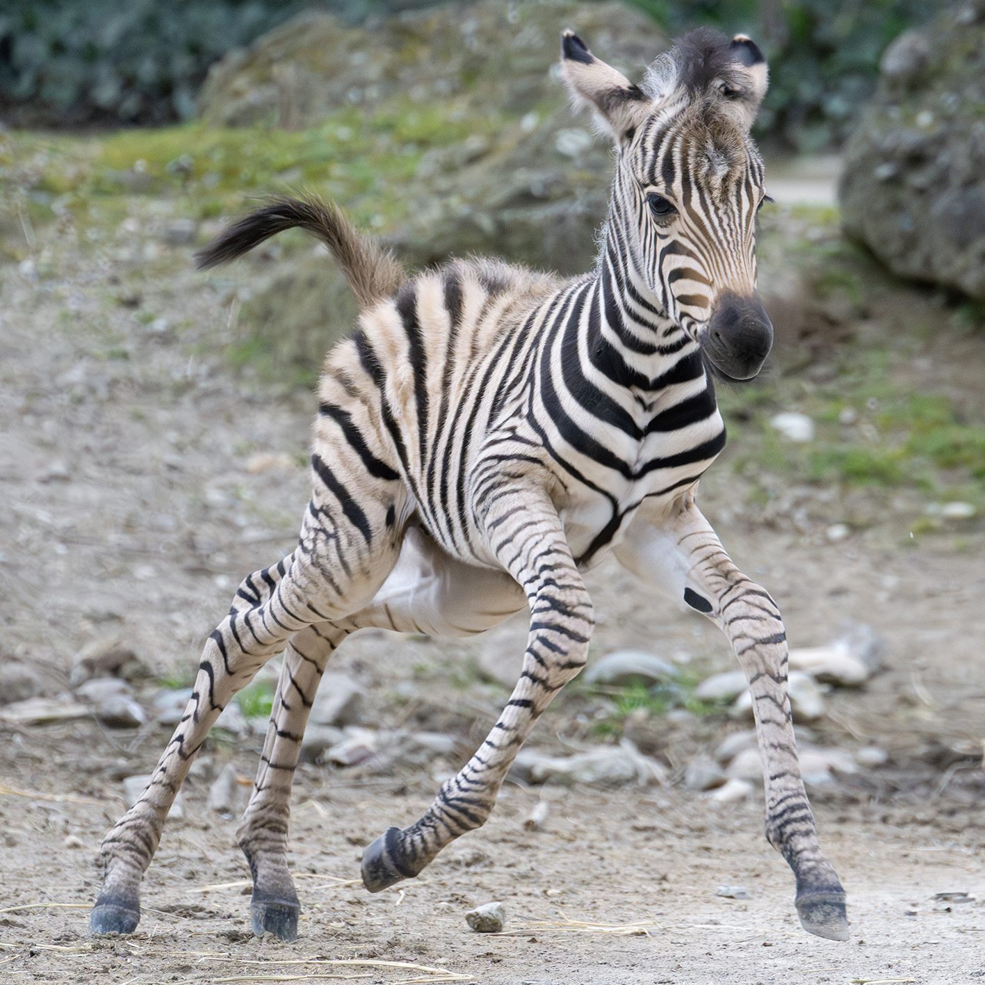 Die beiden Zebra-Babys sind bereits flott auf der Außenanlage unterwegs.