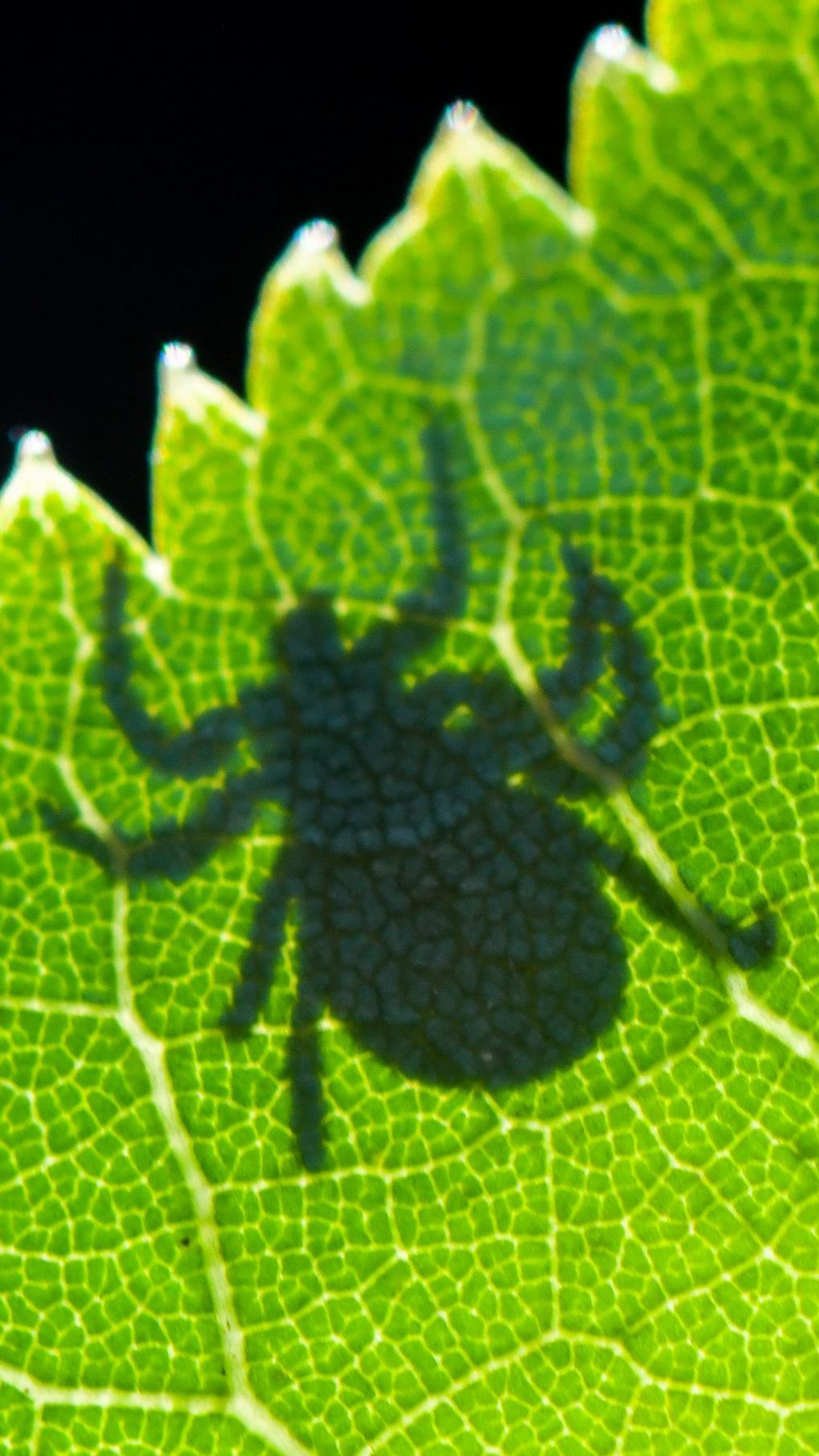 Die exotische Riesenzecke siedelt sich vereinzelt in Österreich an.