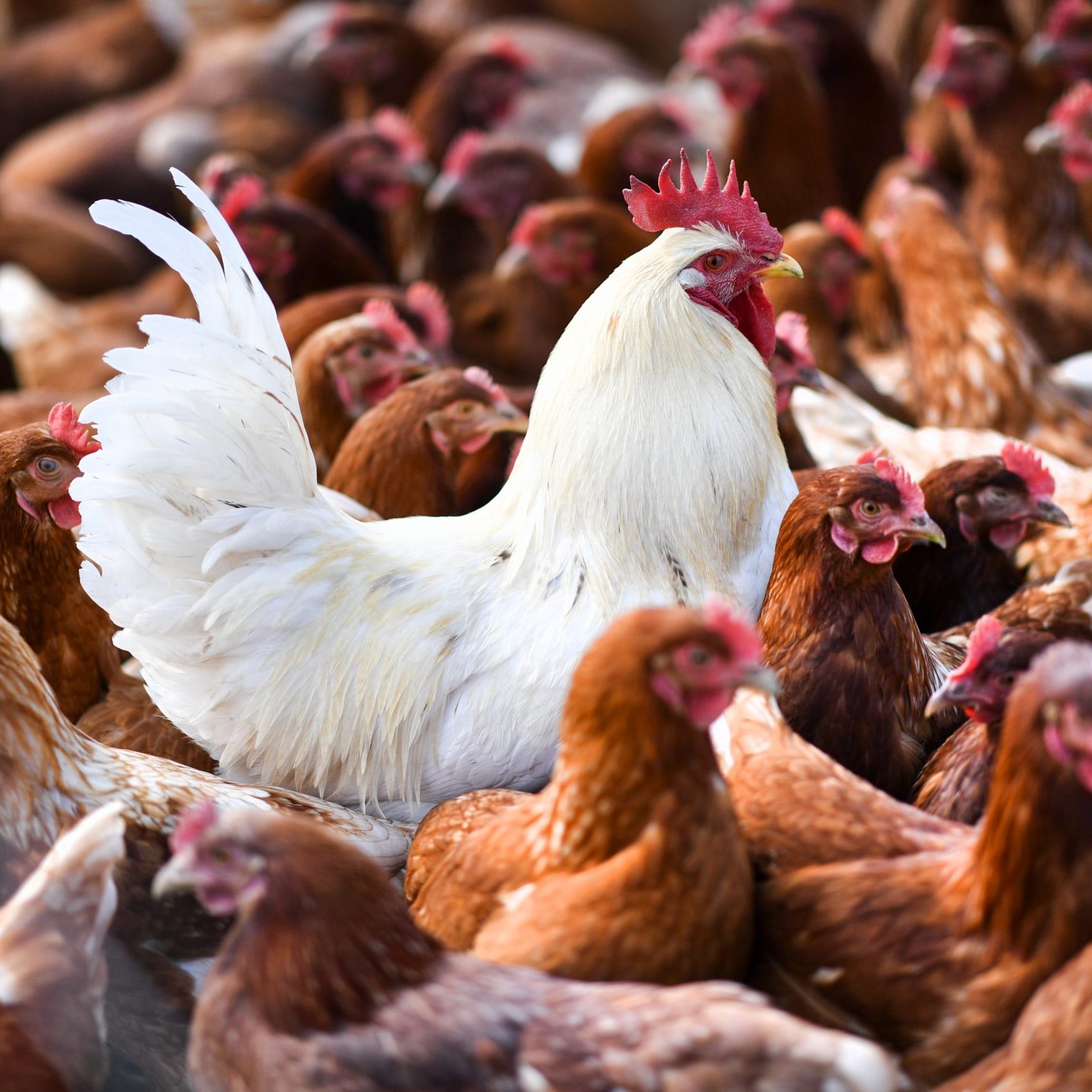 Die Stallpflicht wegen der Geflügelpest im Burgenland wurde aufgehoben.