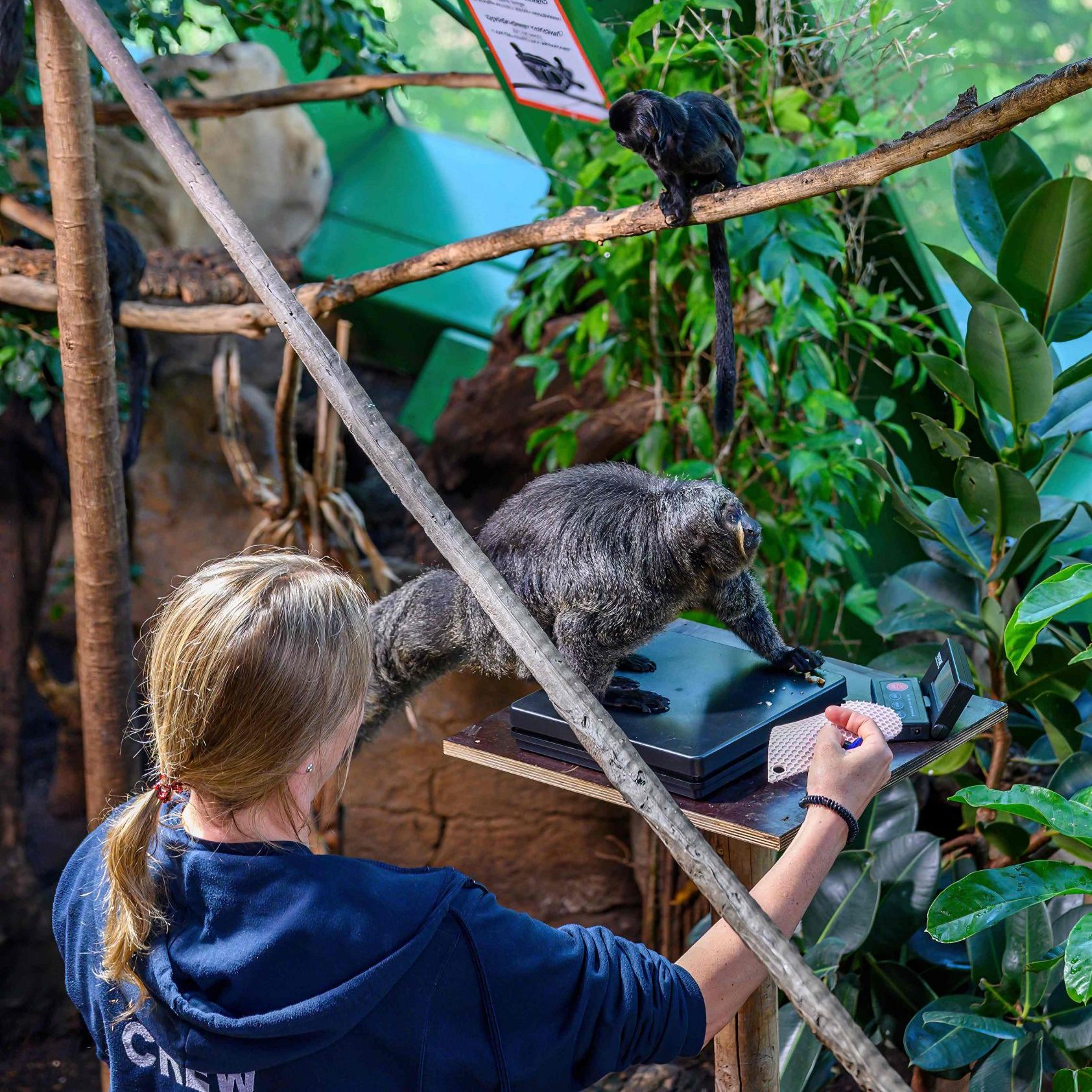Das Wiener Haus des Meeres trainiert südamerikanische Affen.