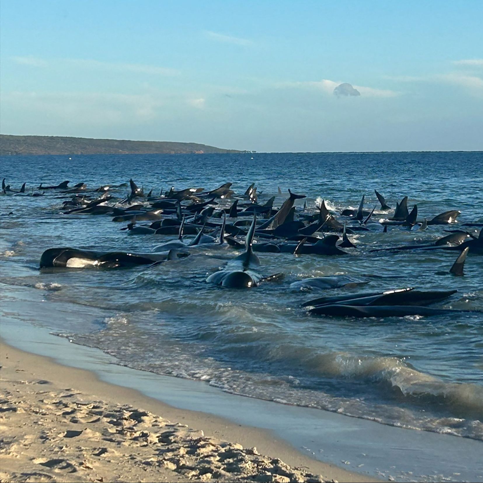 160 Grindwale waren in Australien gestrandet.