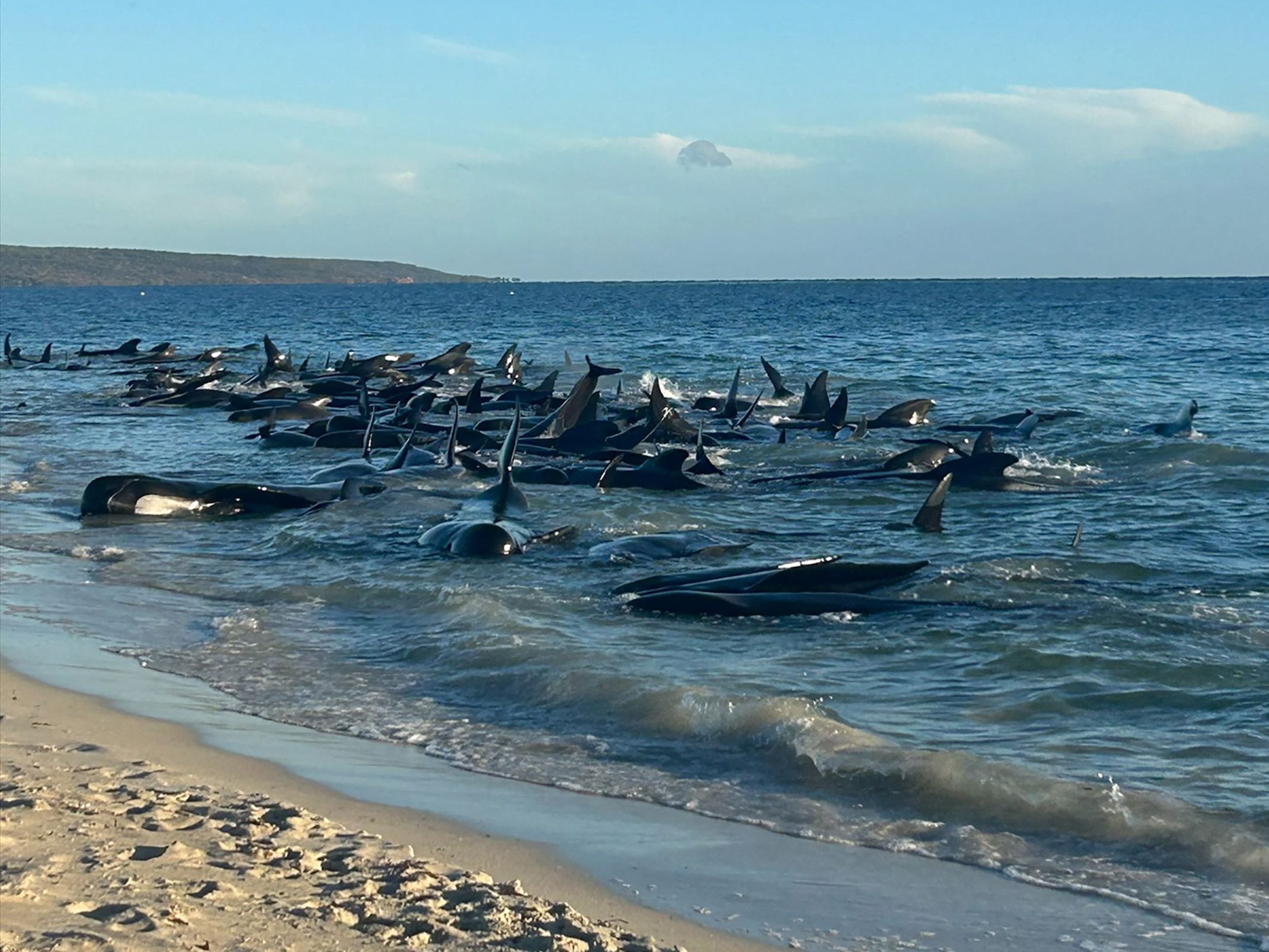 160 Grindwale waren in Australien gestrandet. 160 Grindwale waren in Australien gestrandet.