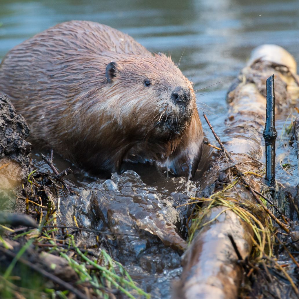 Am 7. April ist Welt-Bibertag.