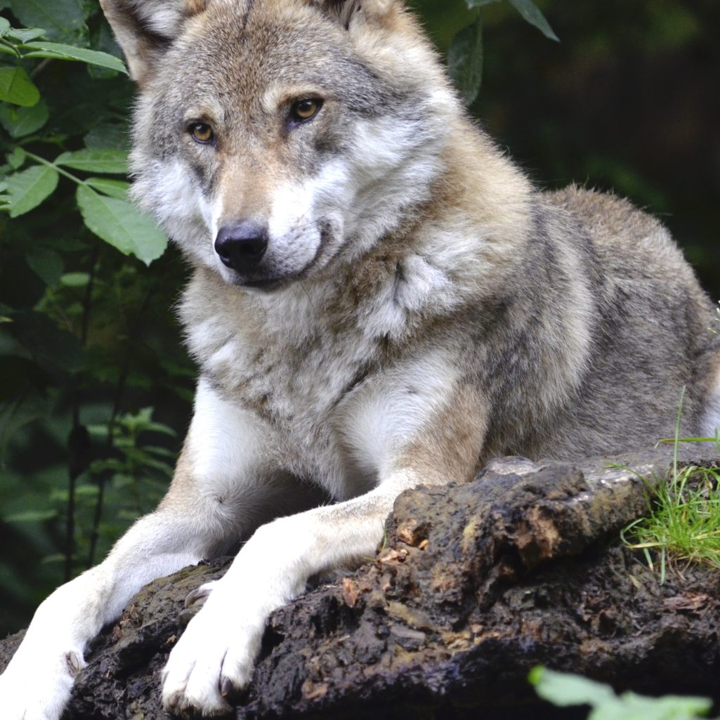 In Kärnten wurde bereits der zehnte Wolf legal getötet.