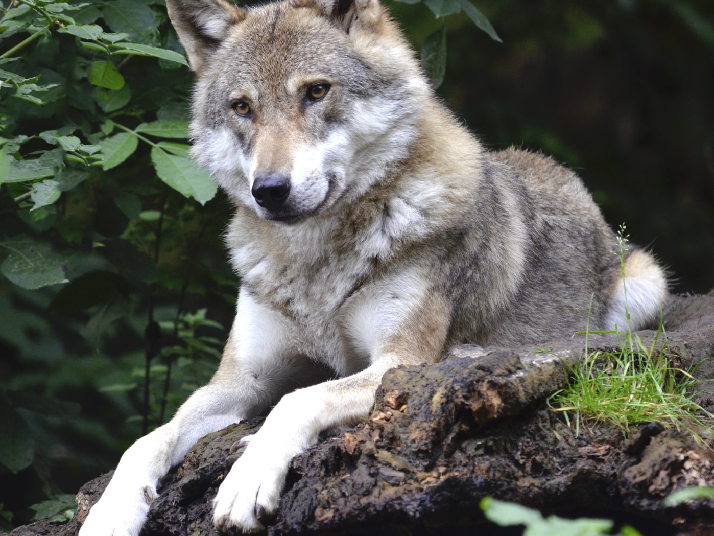 In Kärnten wurde bereits der zehnte Wolf legal getötet.
