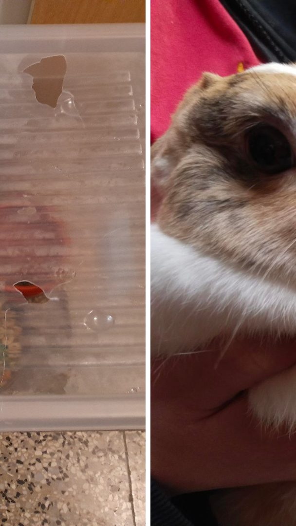 In Wien wurden wieder vermehrt Kaninchen ausgesetzt.