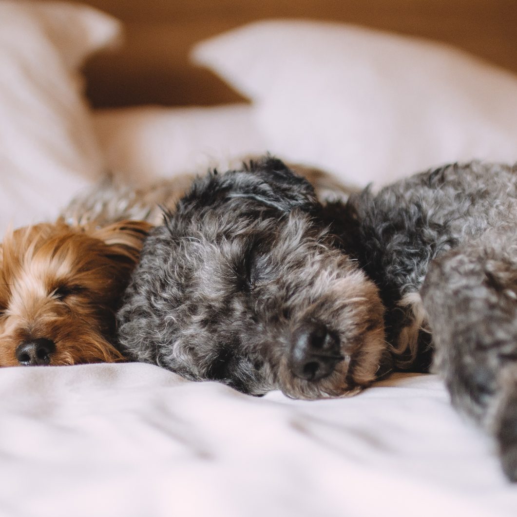 Schläft bei euch der Hund im Bett?