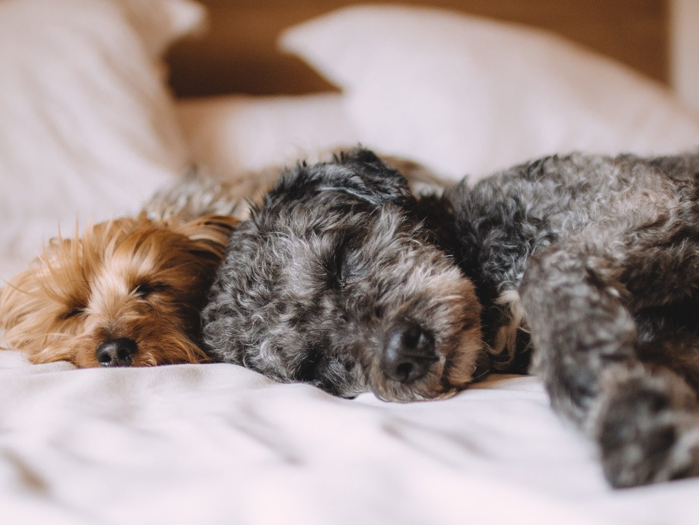Schläft bei euch der Hund im Bett? Schläft bei euch der Hund im Bett?