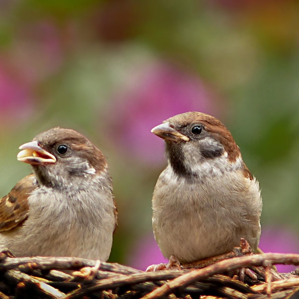 Die Kommunikation von Wildtieren leidet unter der Lärmbelastung.