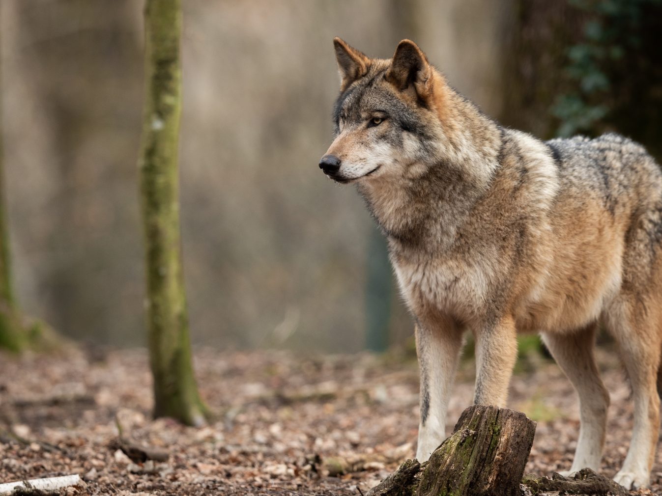 Die Jäger seien berechtigt, innerhalb von vier Wochen die entsprechenden Maßnahmen zu setzen. Die Jäger seien berechtigt, innerhalb von vier Wochen die entsprechenden Maßnahmen zu setzen.