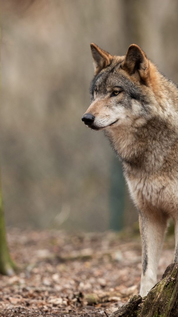 Die Jäger seien berechtigt, innerhalb von vier Wochen die entsprechenden Maßnahmen zu setzen.