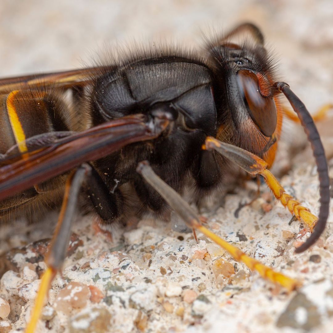 Eine "Königin" wurde in der Stadt Salzburg gefangen.