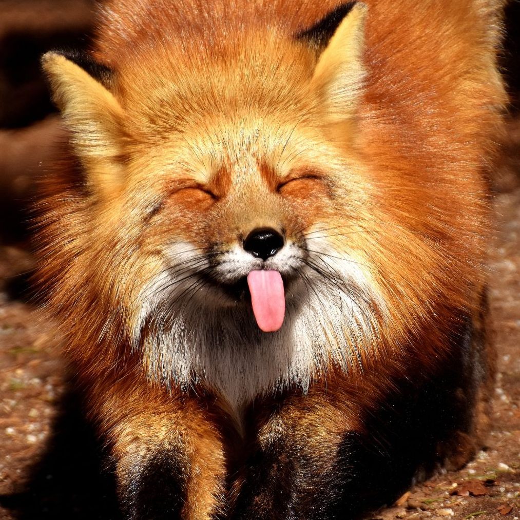 Der Fuchs als bester Freund des Menschen.