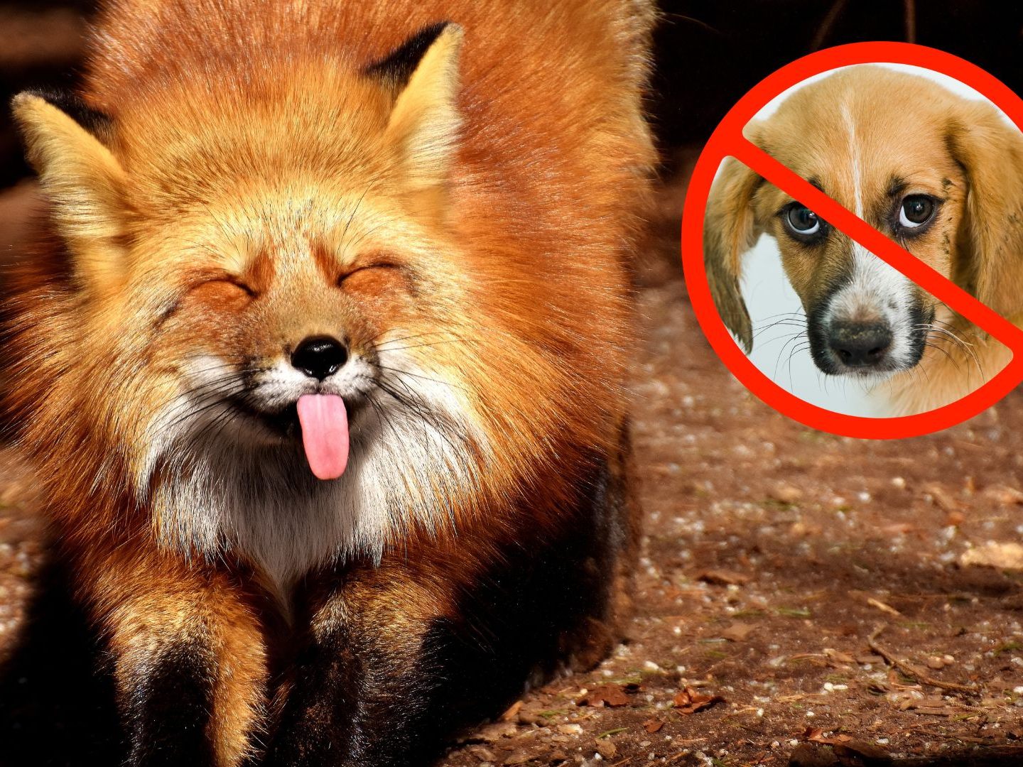 Der Fuchs als bester Freund des Menschen. Der Fuchs als bester Freund des Menschen.