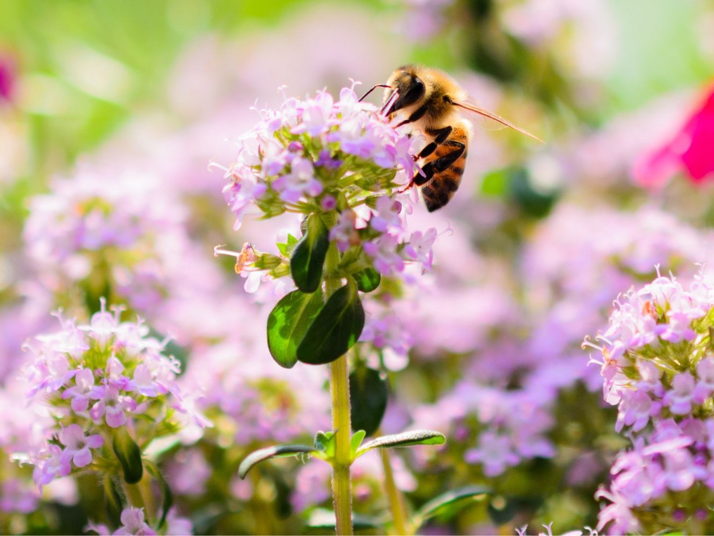 Die Bienenwanderbörse gibt es nun auch in Wien.
