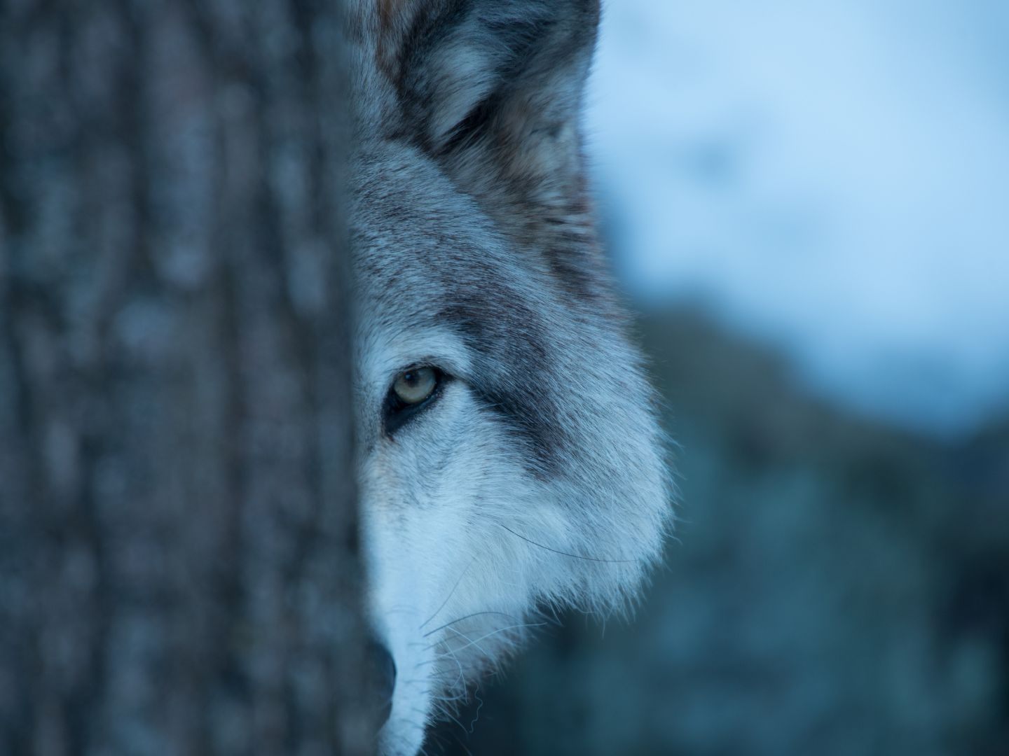 Wer auf einen Wolf trifft, braucht keine Angst zu haben. Wer auf einen Wolf trifft, braucht keine Angst zu haben.