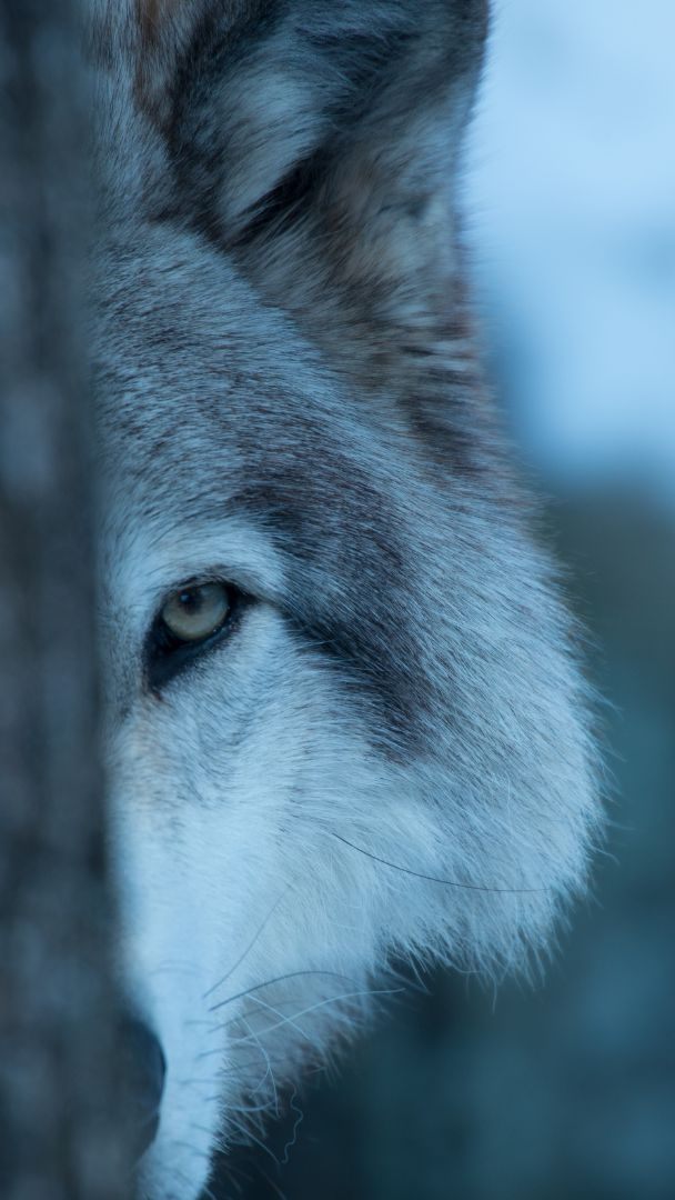Wer auf einen Wolf trifft, braucht keine Angst zu haben.